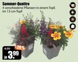 V Baumarkt Sommer-Quattro Angebot