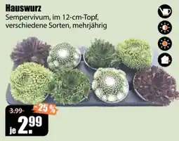V Baumarkt Hauswurz Sempervivum Angebot