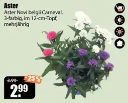 V Baumarkt Aster Novi belgii Carneval Angebot