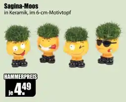 V Baumarkt Sagina-Moos in Keramik Angebot