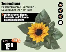 V Baumarkt Sonnenblume Helianthus annus 'Sunsation' Angebot