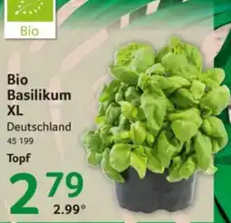 Selgros Bio Basilikum XL Angebot