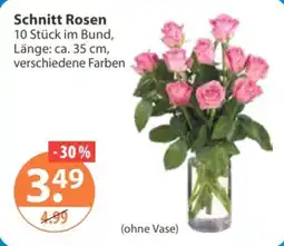 V Markt Schnitt Rosen Angebot