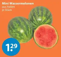 V Markt Mini Wassermelonen Angebot