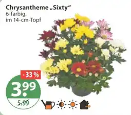 V Markt Chrysantheme "Sixty" Angebot