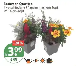 V Markt Sommer-Quattro Angebot