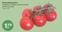 V Markt Strauchtomaten Angebot