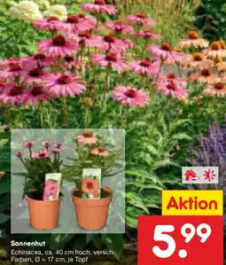 Netto Marken-Discount Sonnenhut Angebot