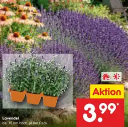 Netto Marken-Discount Lavendel Angebot