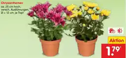 Netto Marken-Discount Chrysanthemen Angebot