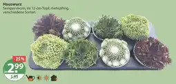 V Markt Hauswurz Sempervivum Angebot