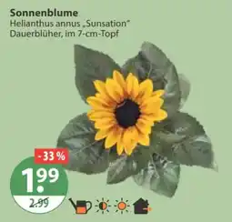 V Markt Sonnenblume Helianthus annus „Sunsation“ Angebot
