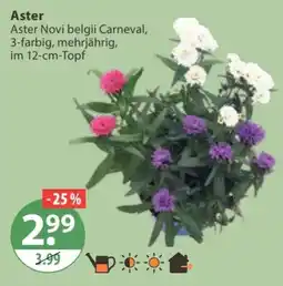 V Markt Aster Novi belgii Carneval Angebot