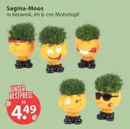 V Markt Sagina-Moos in Keramik, im 6-cm-Motivtopf Angebot