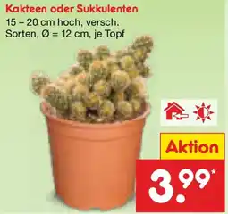 Netto Marken-Discount Kakteen oder Sukkulenten Angebot