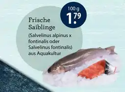 V Markt Frische Saiblinge Angebot