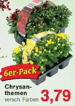 Jawoll Chrysanthemen Angebot
