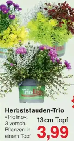 Jawoll Herbststauden-Trio »Triolino« Angebot