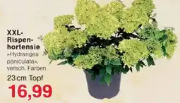 Jawoll XXL-Rispenhortensie »Hydrangea paniculata« Angebot