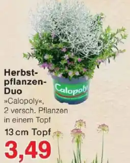 Jawoll Herbstpflanzen-Duo »Calopoly« Angebot