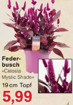 Jawoll Federbusch »Celosia Mystic Shade« Angebot