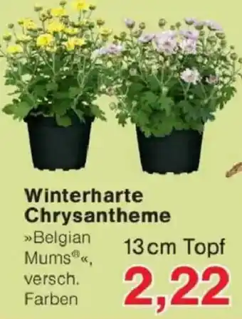 Jawoll Winterharte Chrysantheme »Belgian Mums®« Angebot