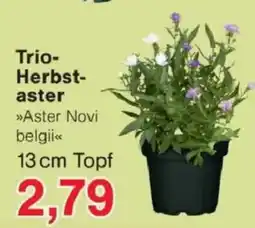 Jawoll Trio-Herbst-aster »Aster Novi belgii« Angebot