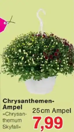 Jawoll Chrysanthemen-Ampel »Chrysanthemum Skyfall« Angebot