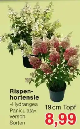 Jawoll Rispenhortensie »Hydrangea Paniculata« Angebot