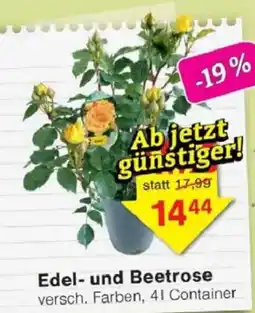 Jawoll Edel- und Beetrose Angebot