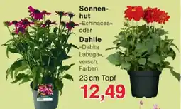 Jawoll Sonnenhut »Echinacea« oder Dahlie »Dahlia Lubega« Angebot