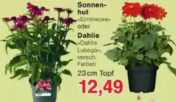 Jawoll Sonnenhut oder Dahlie Angebot