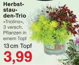 Wiglo Wunderland Herbststauden-Trio »Triolino« Angebot