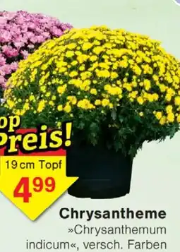 Wiglo Wunderland Chrysantheme Angebot