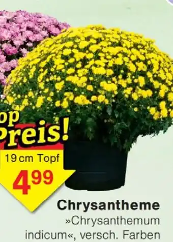 Wiglo Wunderland Chrysantheme Angebot