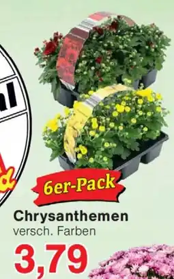 Wiglo Wunderland Chrysanthemen Angebot