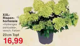 Wiglo Wunderland XXL-Rispenhortensie »Hydrangea paniculata« Angebot