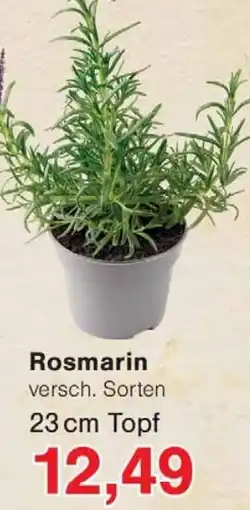 Wiglo Wunderland Rosmarin Angebot
