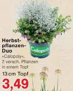Wiglo Wunderland Herbstpflanzen-Duo »Calopoly« Angebot
