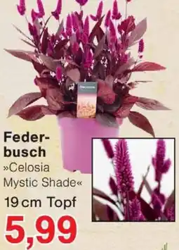 Wiglo Wunderland Federbusch »Celosia Mystic Shade« Angebot