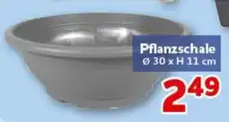 CENTERSHOP Pflanzschale Angebot