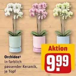 REWE Orchidee Angebot