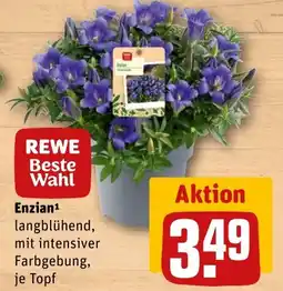 REWE Enzian Angebot