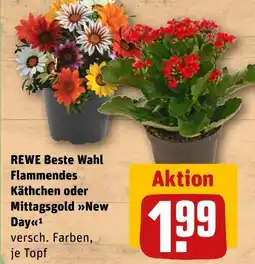 REWE Flammendes Käthchen oder Mittagsgold »New Day« Angebot