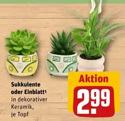 REWE Sukkulenten oder Einblatt in dekorativer Keramik Angebot