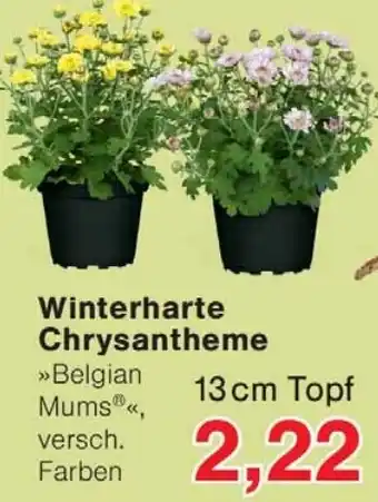 Wiglo Wunderland Winterharte Chrysantheme »Belgian Mums®« Angebot