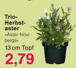 Wiglo Wunderland Trio-Herbst-aster »Aster Novi belgii« Angebot