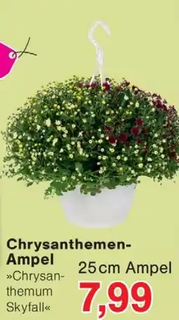 Wiglo Wunderland Chrysanthemen-Ampel »Chrysanthemum Skyfall« Angebot