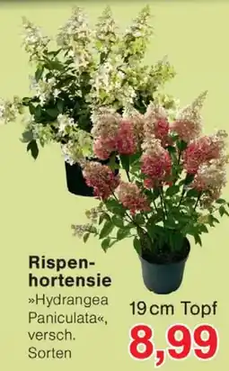 Wiglo Wunderland Rispenhortensie »Hydrangea Paniculata« Angebot