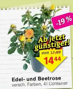 Wiglo Wunderland Edel- und Beetrose Angebot